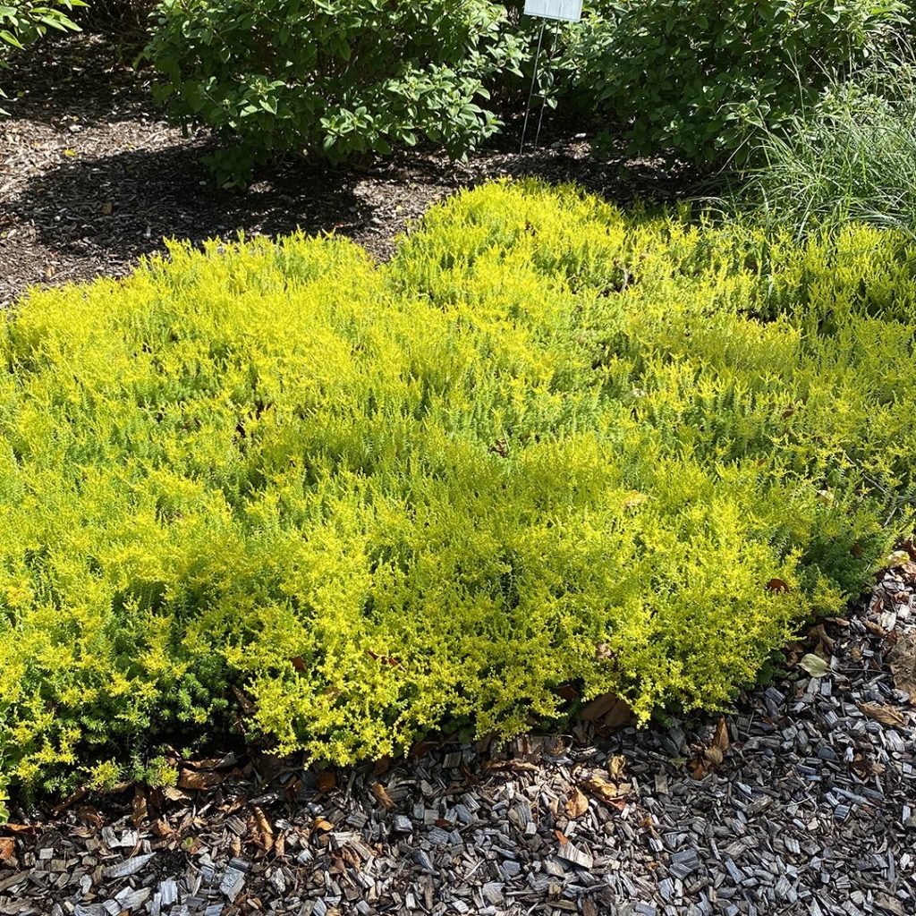 Sedum Sexangulare Alpine in 9cm Pot - Image 2