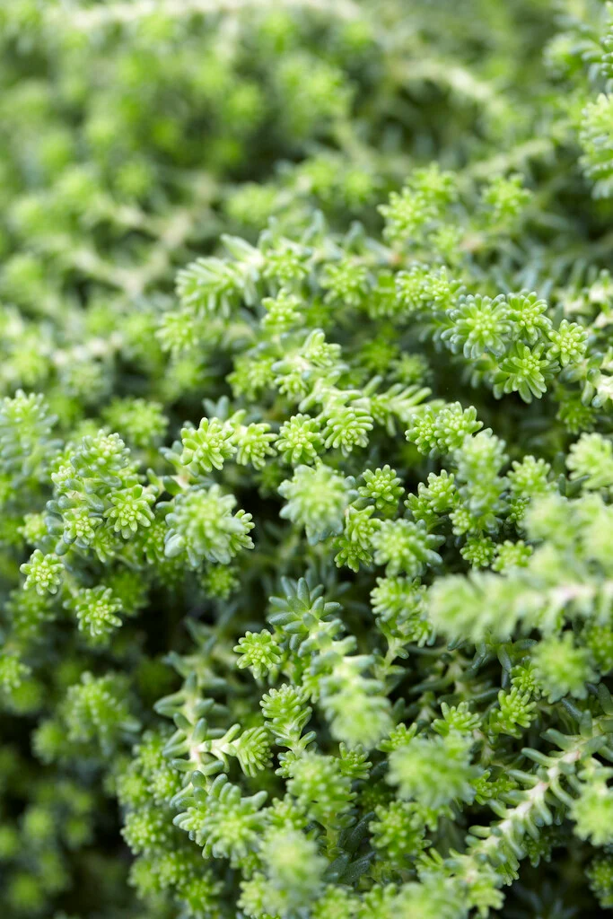 Sedum Sexangulare Alpine in 9cm Pot - Image 3