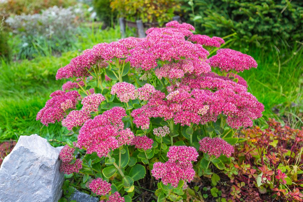 Sedum Spectabile Carl 2L - Image 3