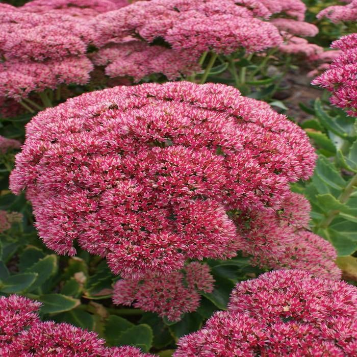 Sedum Spectabile Carl 2L - Image 4