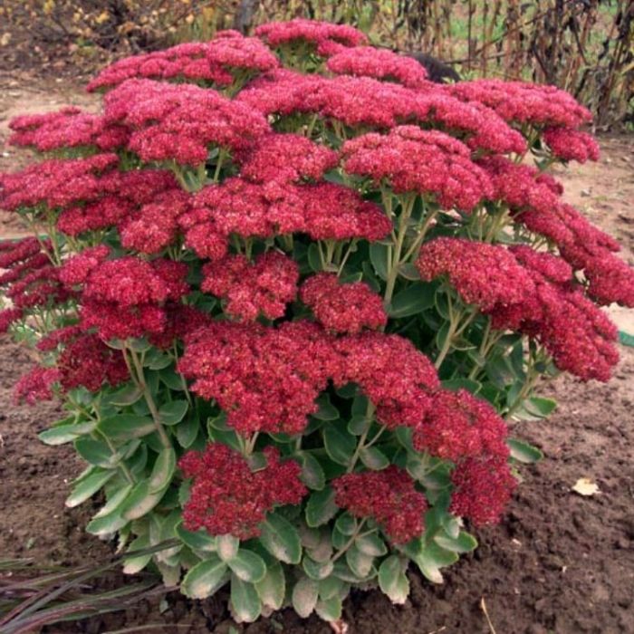 Sedum Spectabile Carl 2L - Image 5