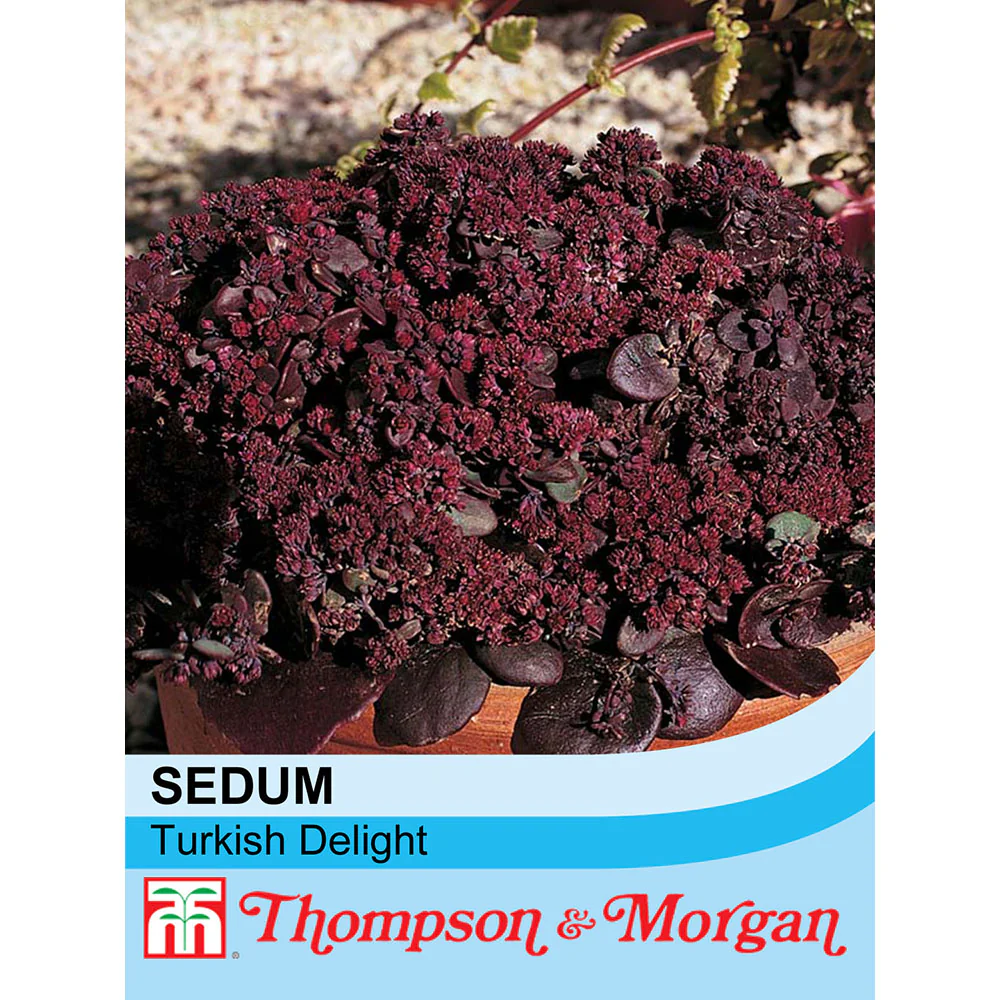 Sedum 'Turkish Delight'