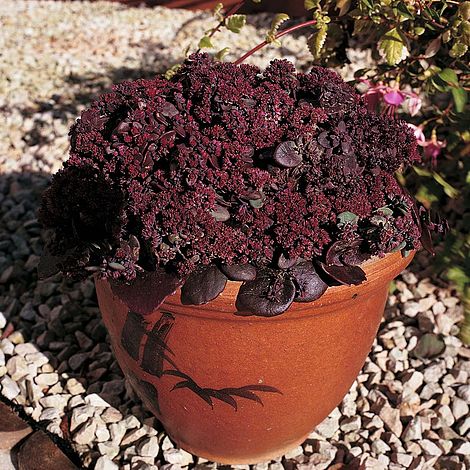 Sedum 'Turkish Delight' - Image 2