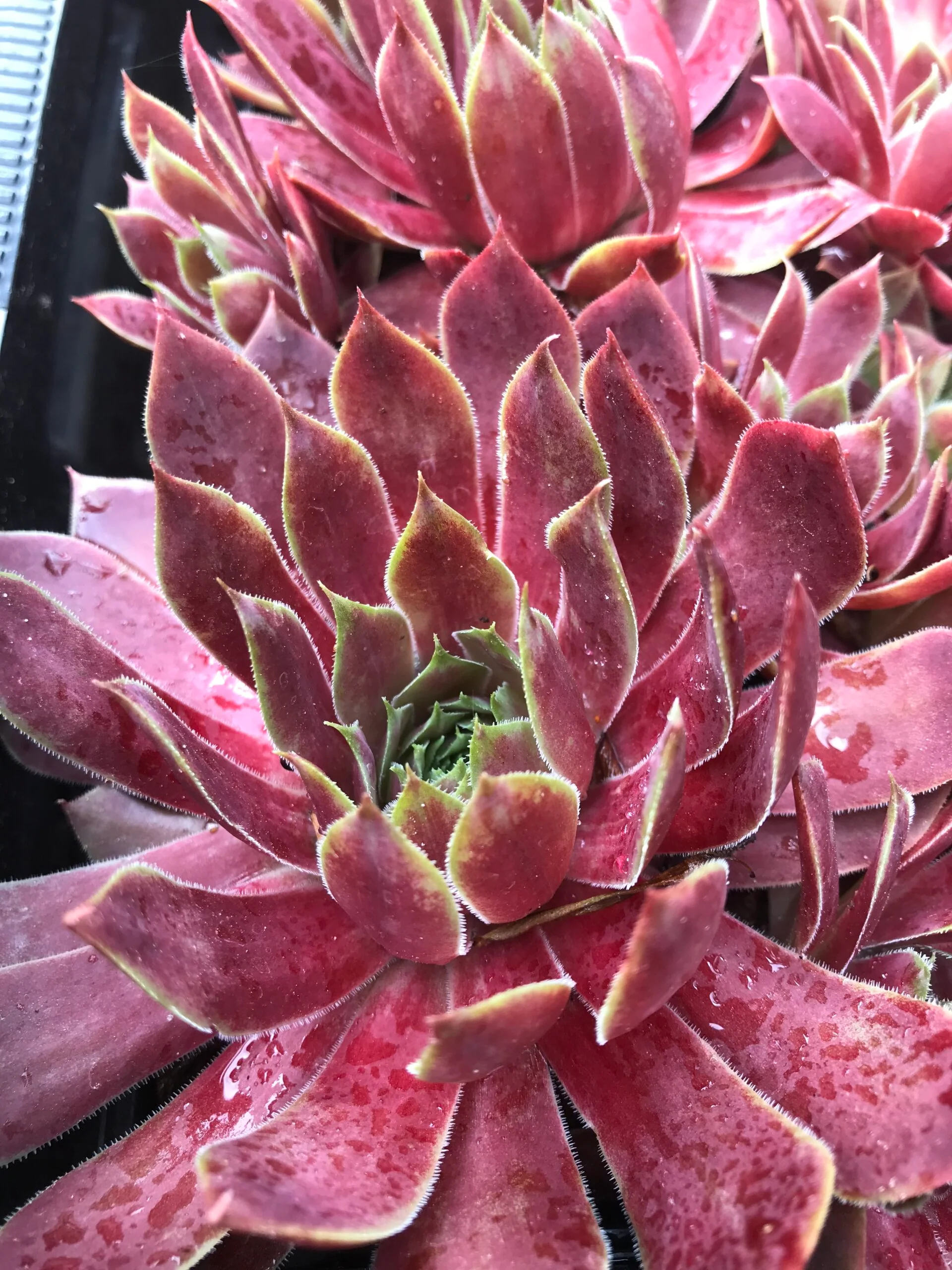Sempervivum 'Noir' Alpine in 9cm Pot - Image 3
