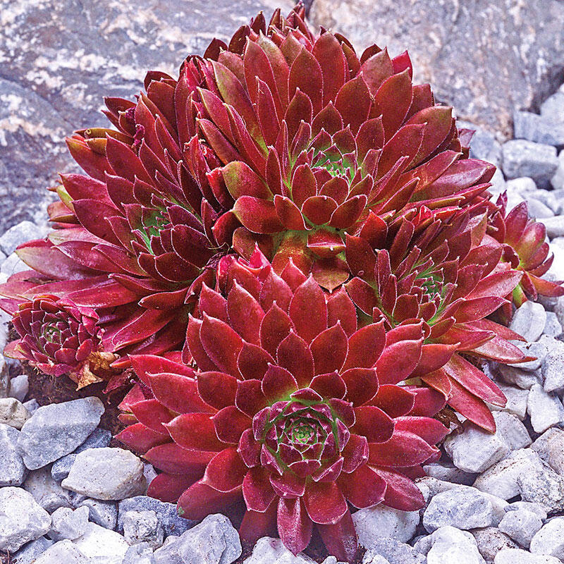 Sempervivum 'Rubin' (9cm)