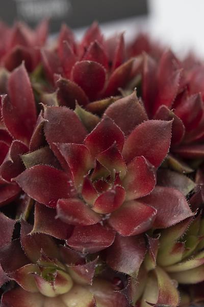 Sempervivum 'Rubin' (9cm) - Image 2