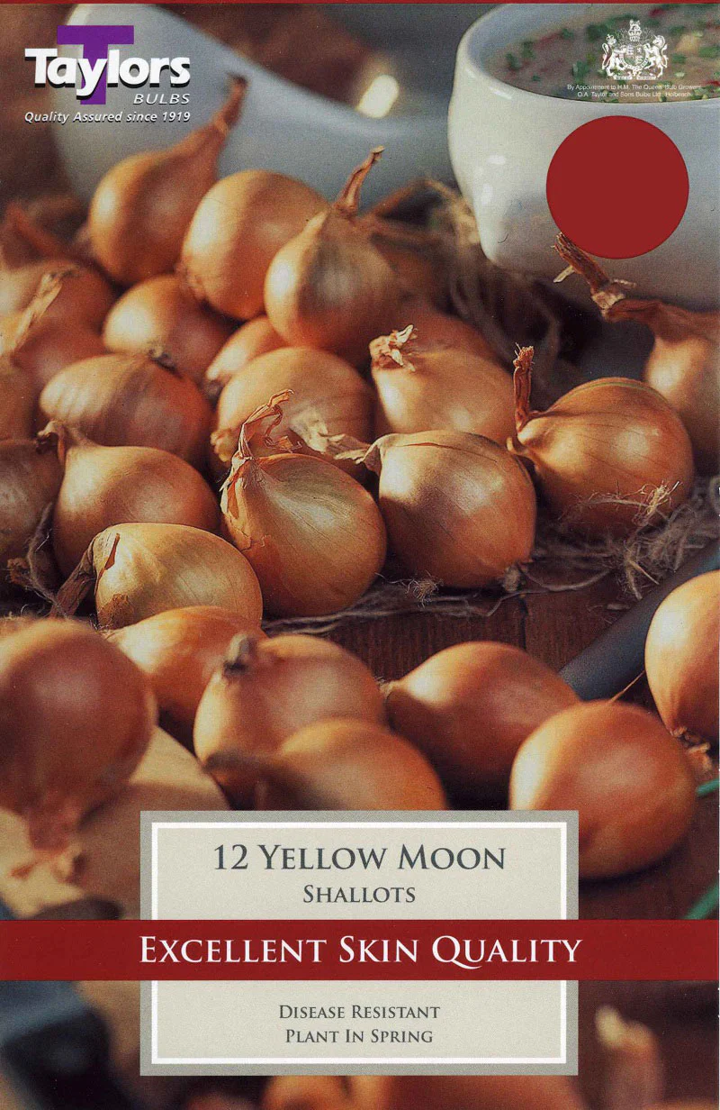Shallot Yellow Moon