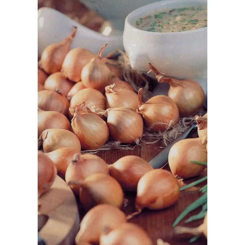 Shallot Yellow Moon - Image 2