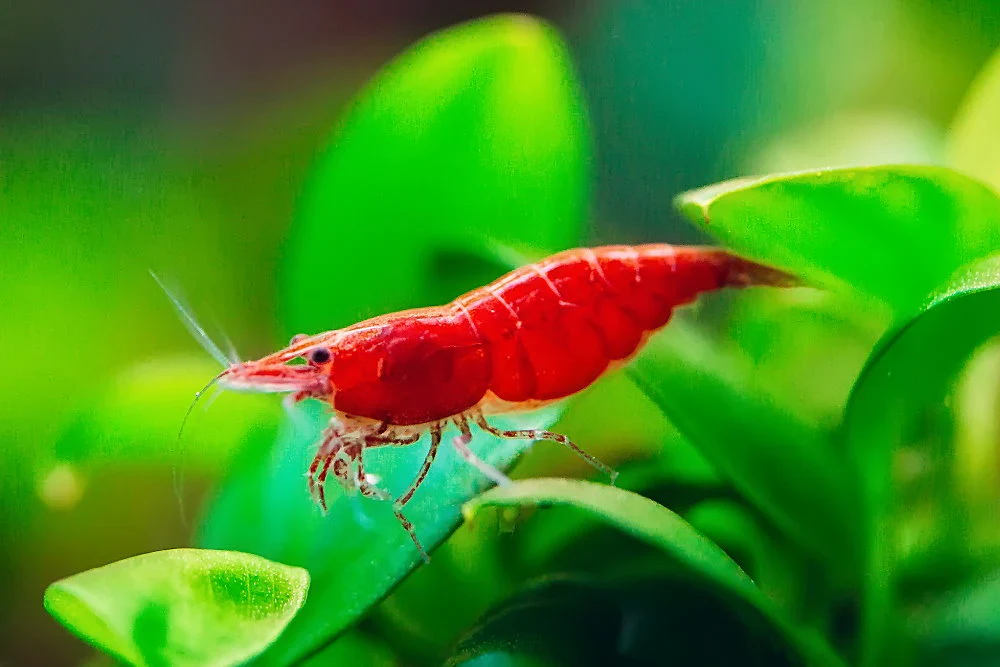 Cherry Shrimp (M)
