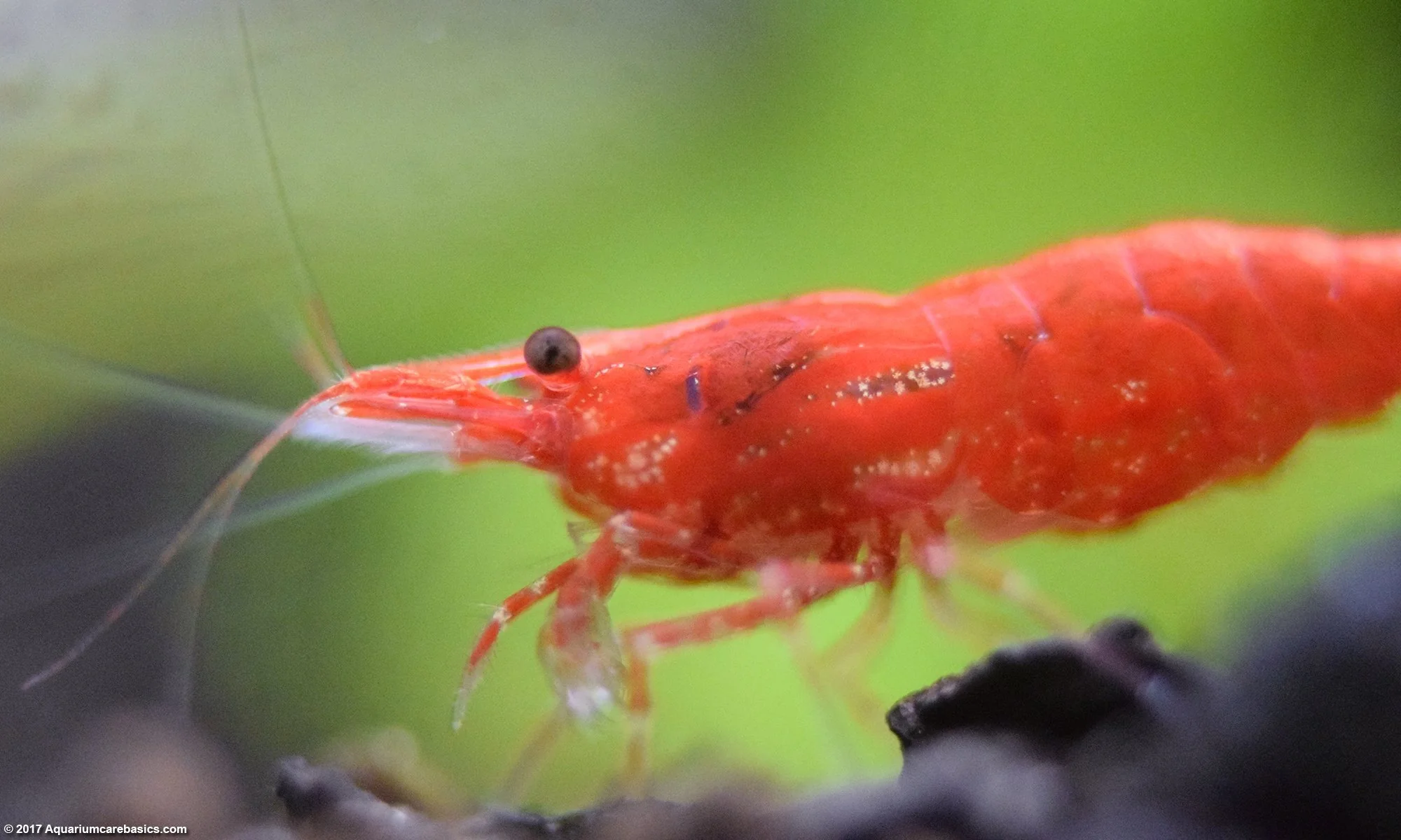 Cherry Shrimp (M) - Image 2