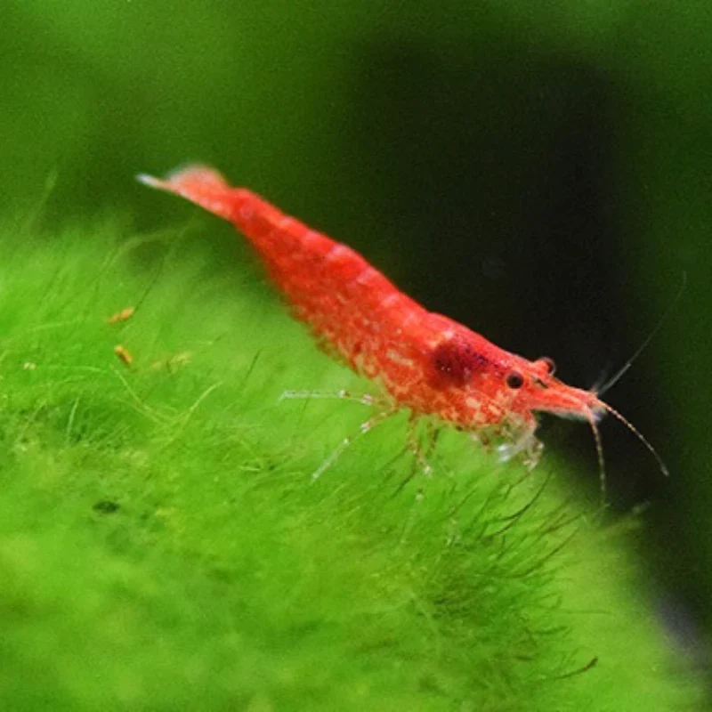 Cherry Shrimp (M) - Image 3