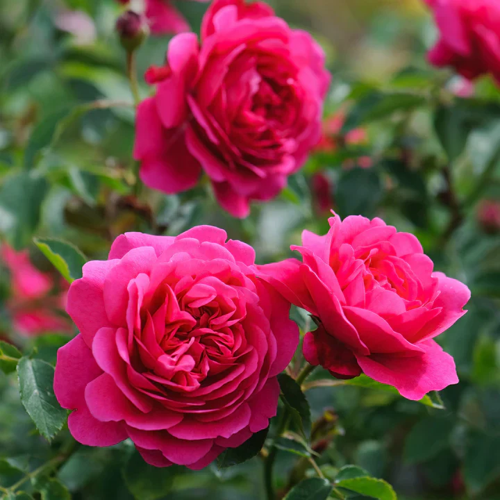 Sir John Betjeman David Austin Fragrant Rose 6 Litre