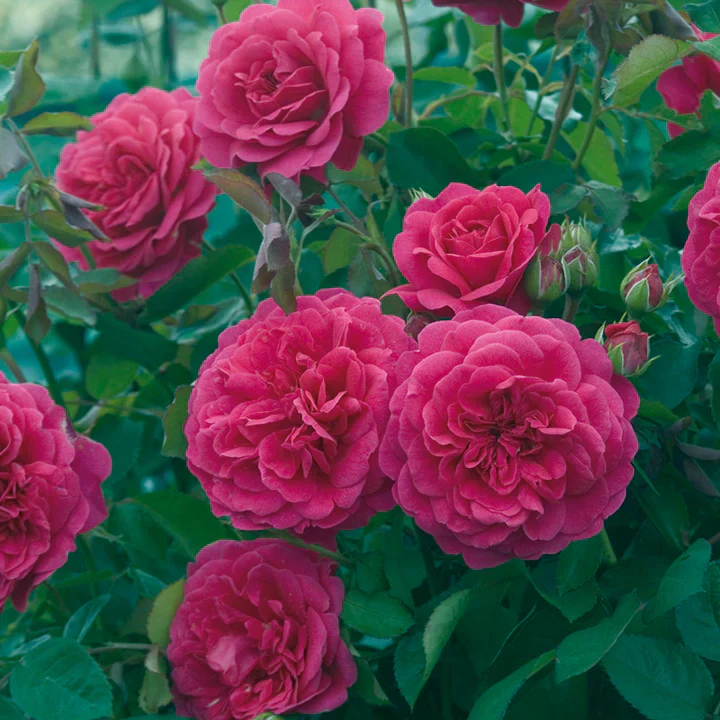 Sir John Betjeman David Austin Fragrant Rose 6 Litre - Image 2