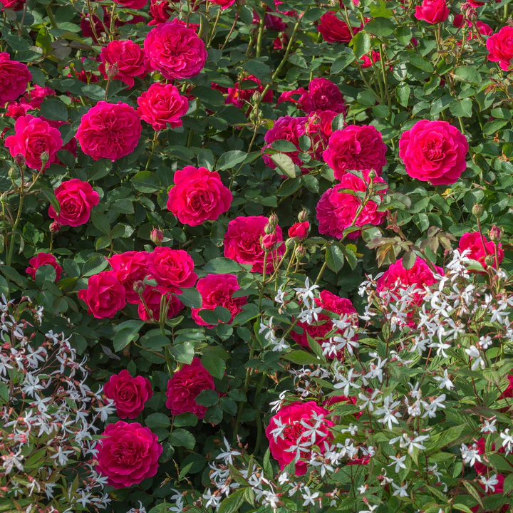 Sir John Betjeman David Austin Fragrant Rose 6 Litre - Image 3