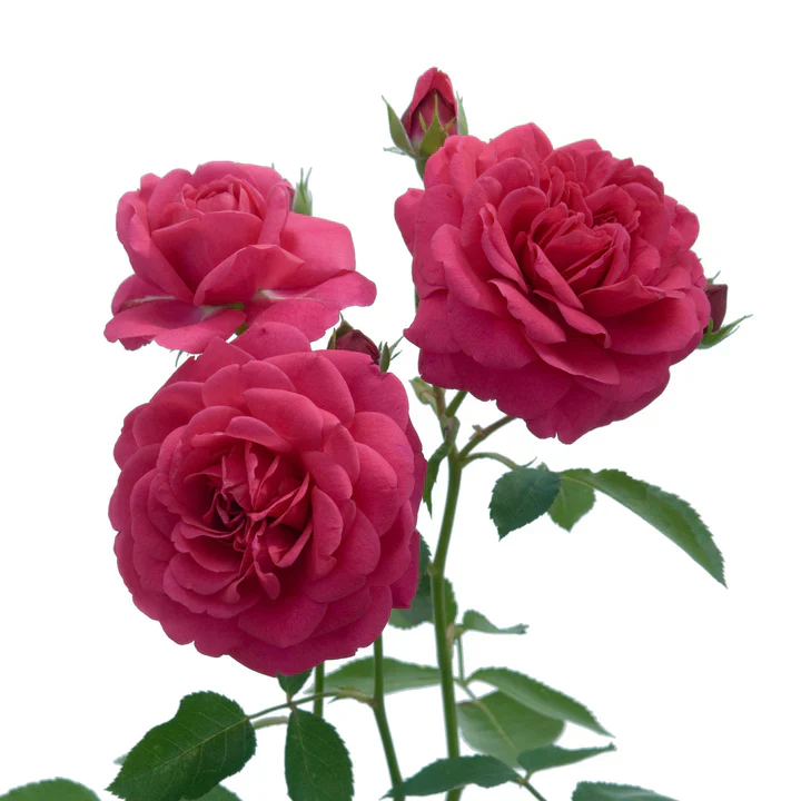Sir John Betjeman David Austin Fragrant Rose 6 Litre - Image 4