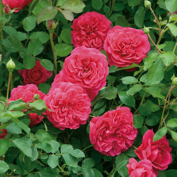Sir John Betjeman David Austin Fragrant Rose 6 Litre - Image 5
