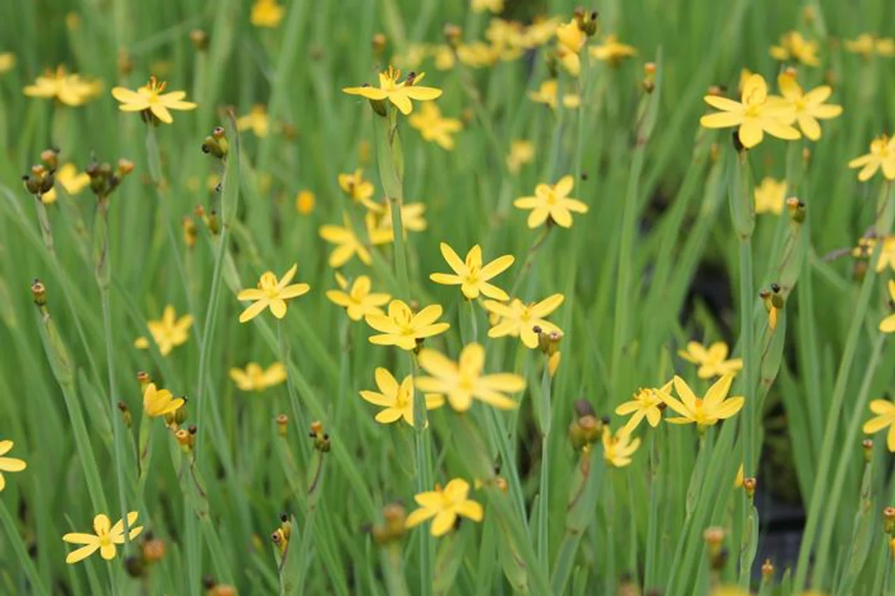 Sisyrinchium Californicum p9 - Image 3