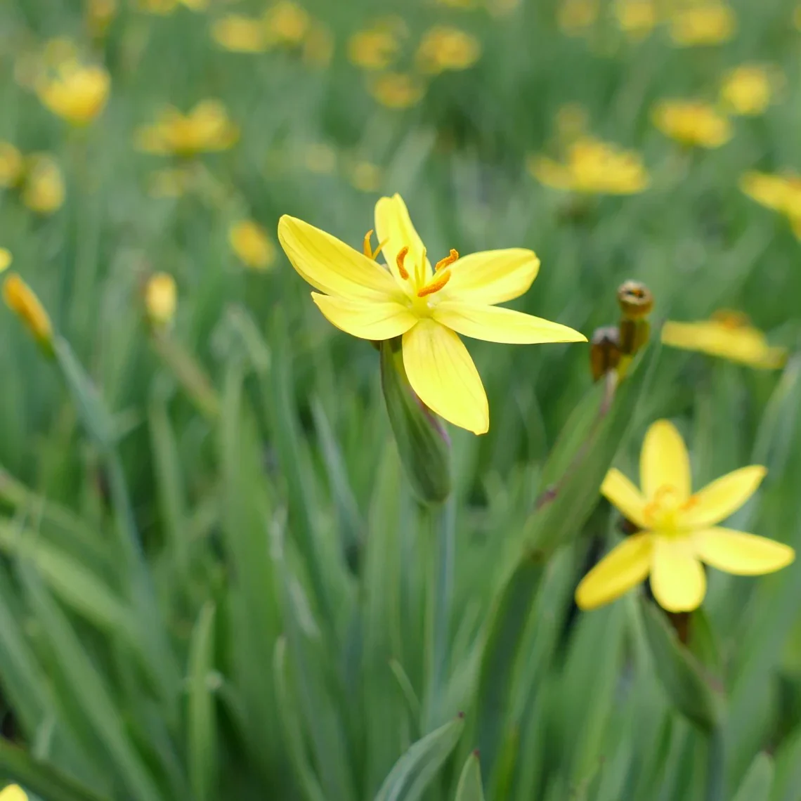 Sisyrinchium Californicum p9 - Image 4