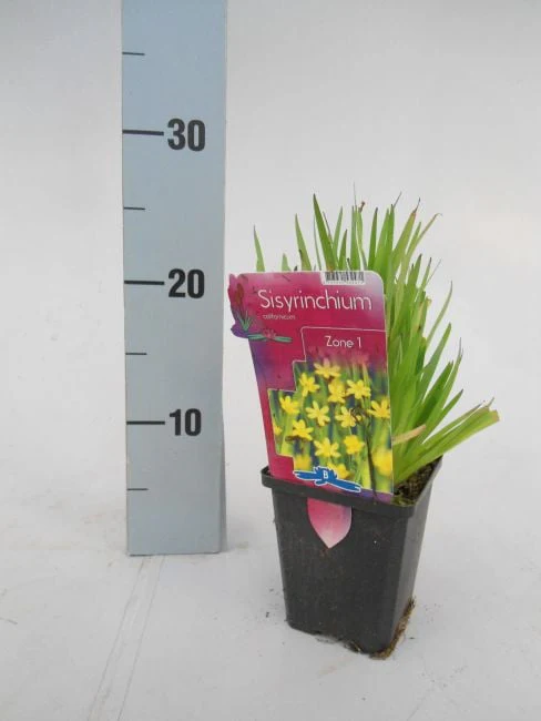 Sisyrinchium Californicum p9 - Image 5