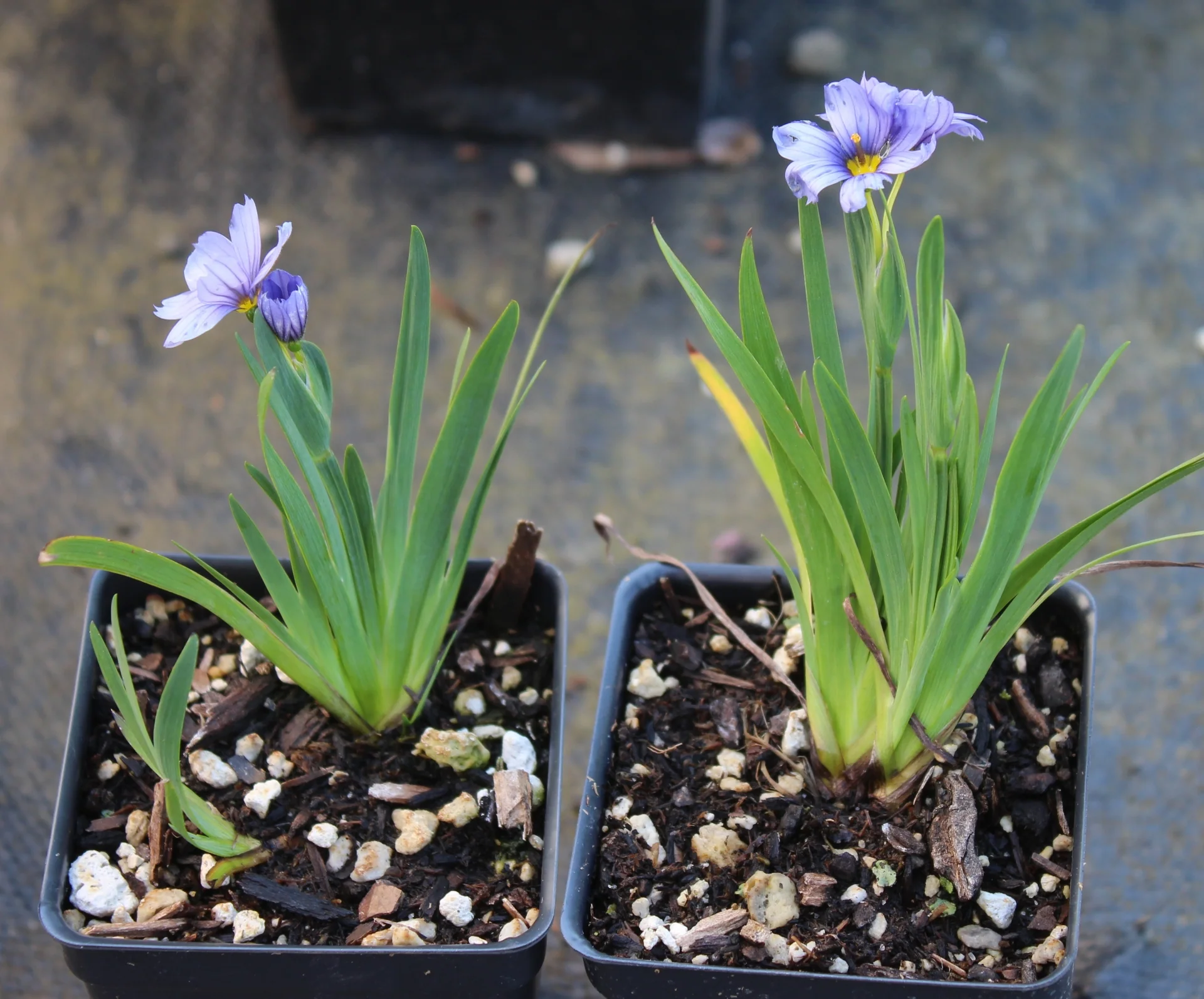 Sisyrinchium 'Devon Skies' / P9