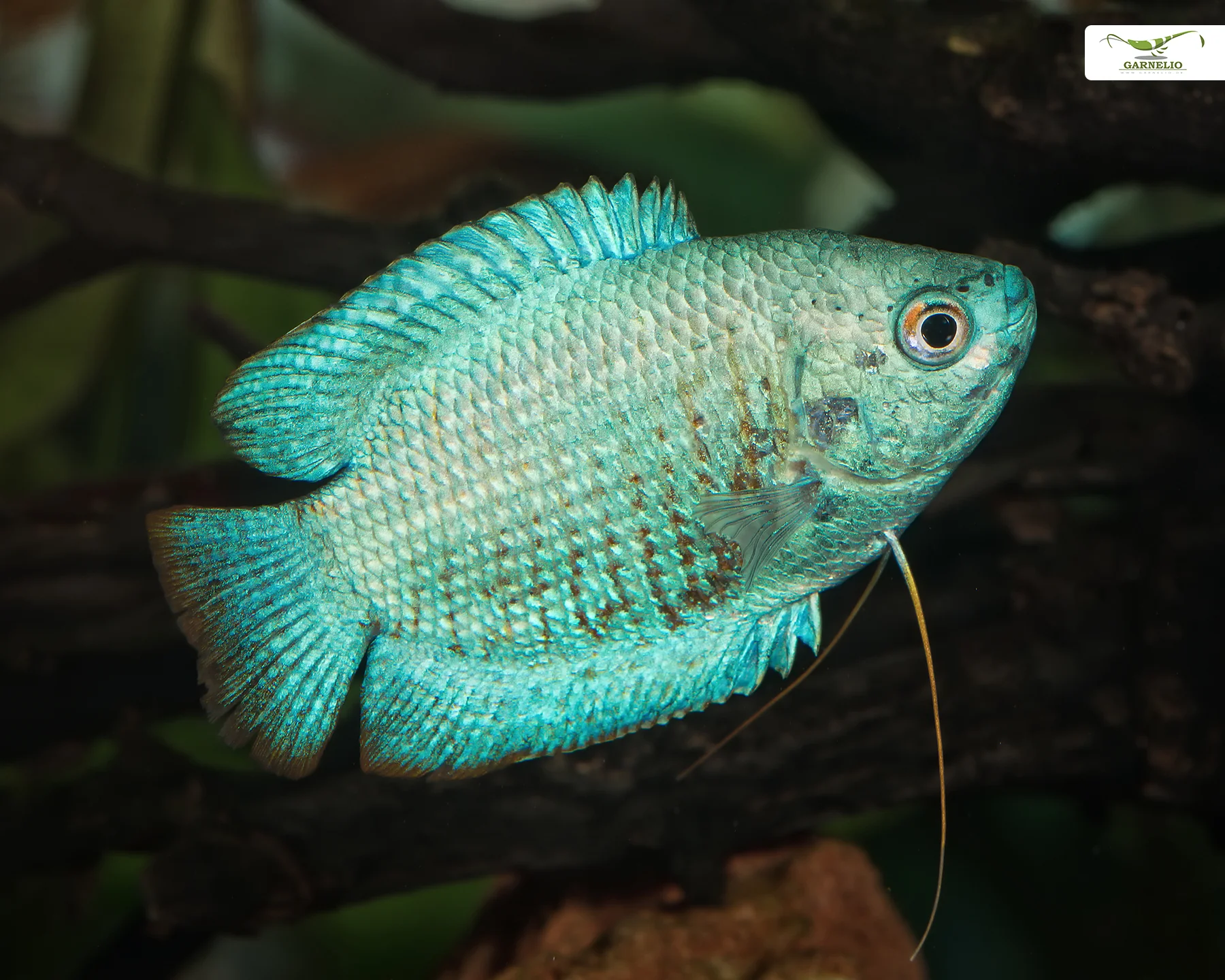 Sky Blue Male Dwarf Gourami