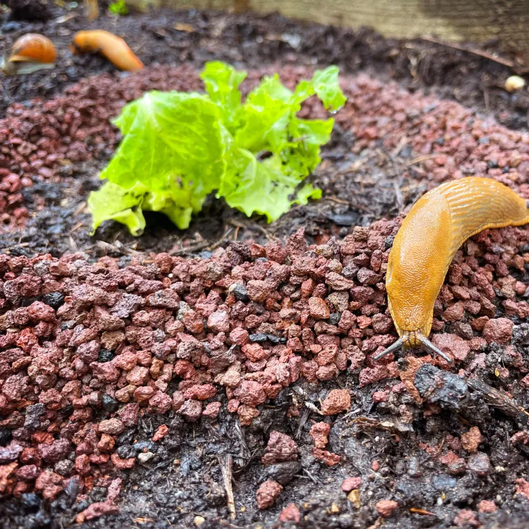 SlugClear Organic Slug Barrier 2.5kg - Image 4