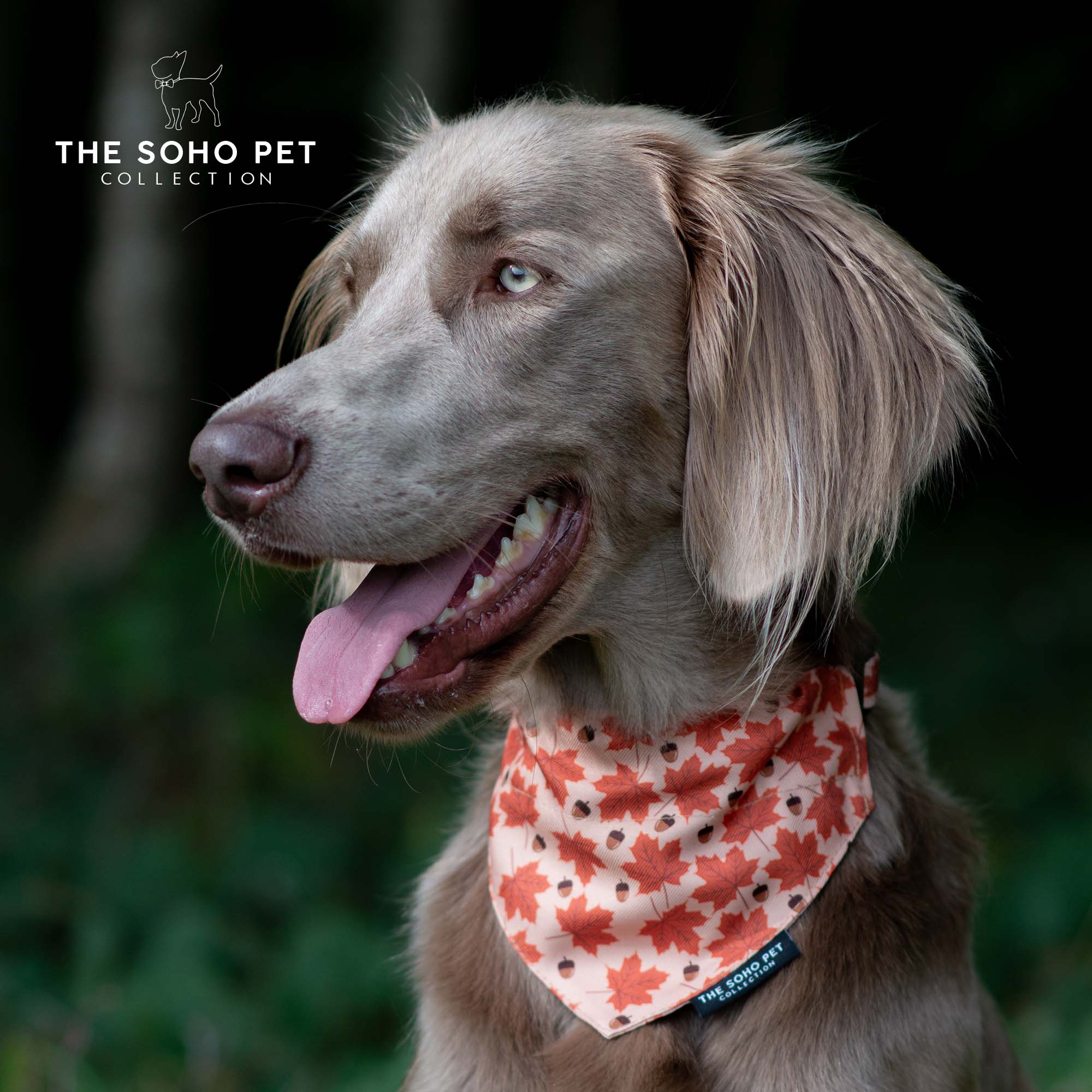 Ancol Soho Reversable Bandana Maple/Woodland - Image 2