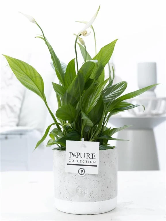 Spathiphyllum 'Pure' collection / 12 cm ceramic 'Jade'