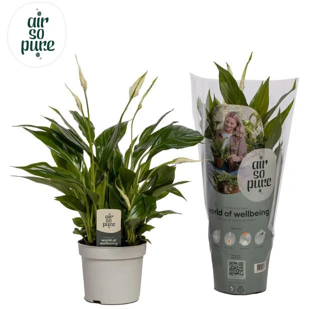 Spathiphyllum 'Sweet Bellini' P13 Air So Pure