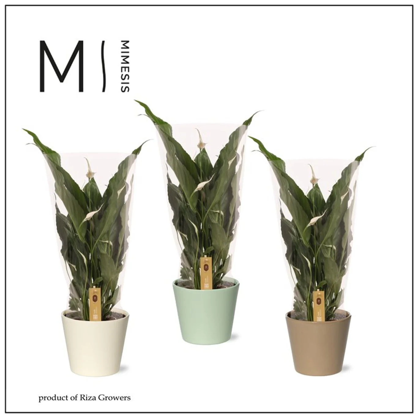 Spathiphyllum 'Sweet Chico' 13 cm ceramic pot