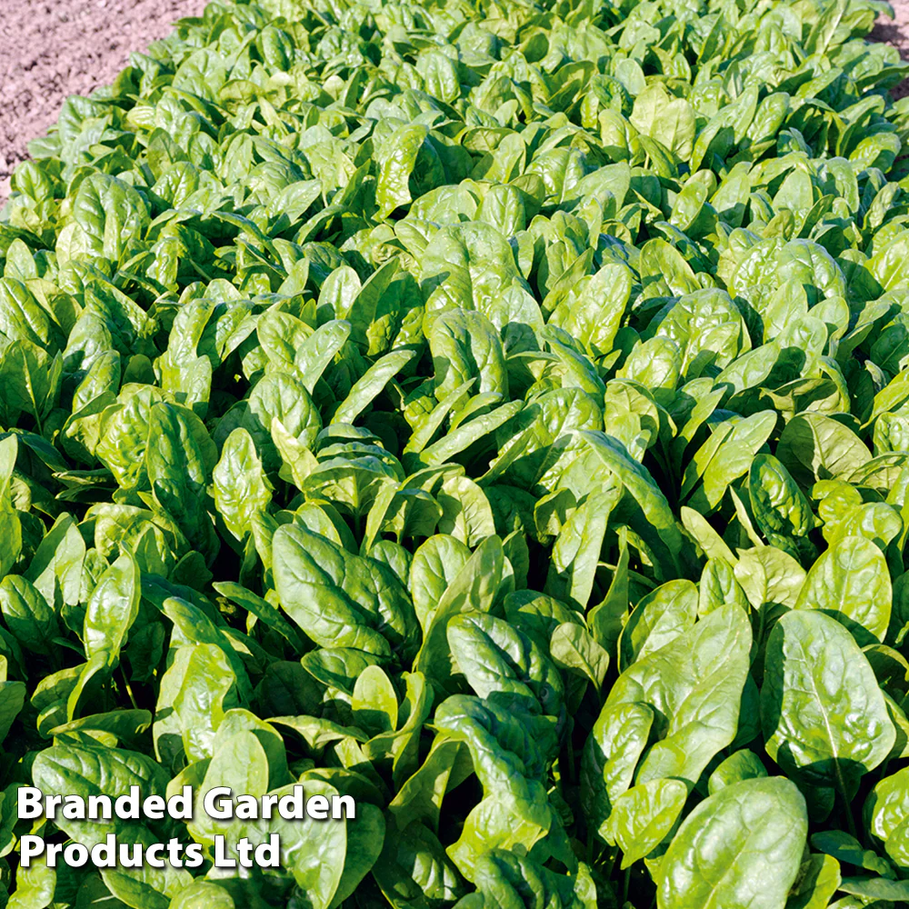 Spinach 'Patton' F1 - Image 3