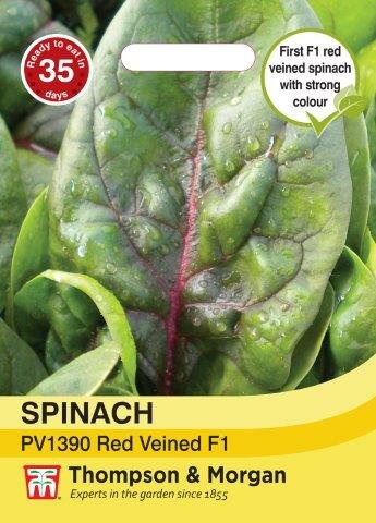 Spinach PV1390 R. Veined