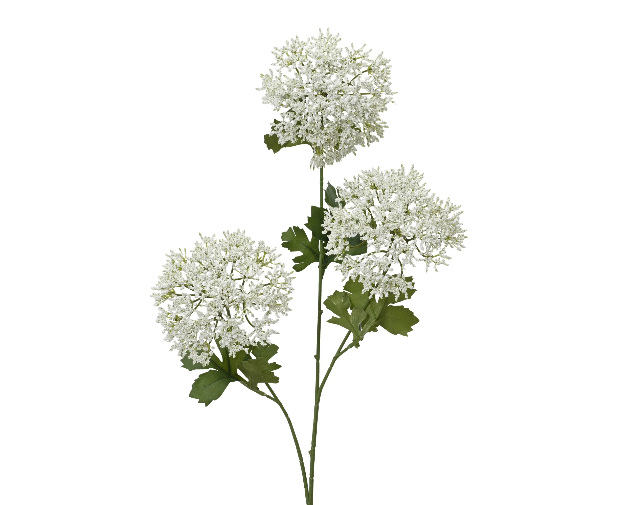 Spray dill stem