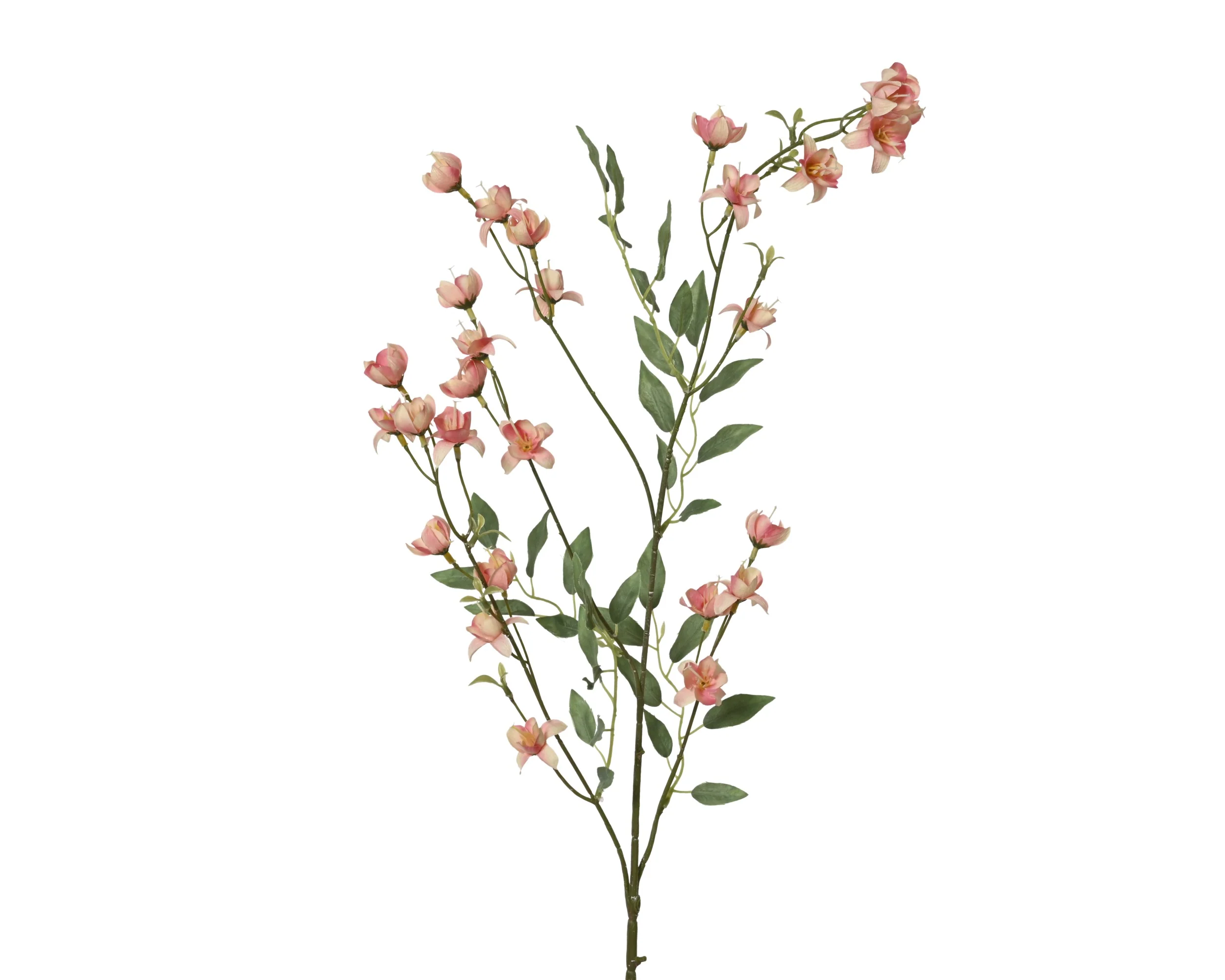 Spray stem chlorophytum