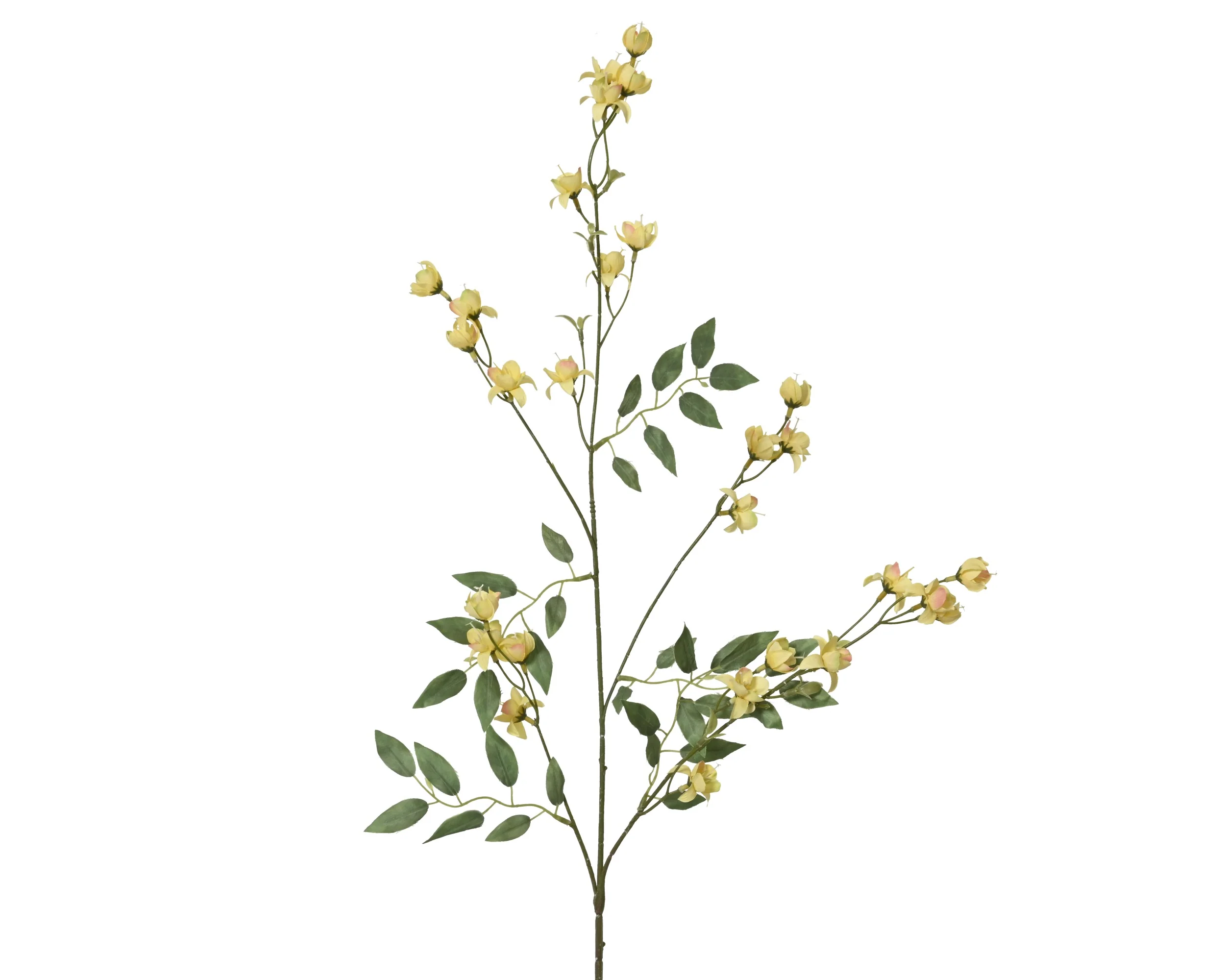 Spray stem chlorophytum