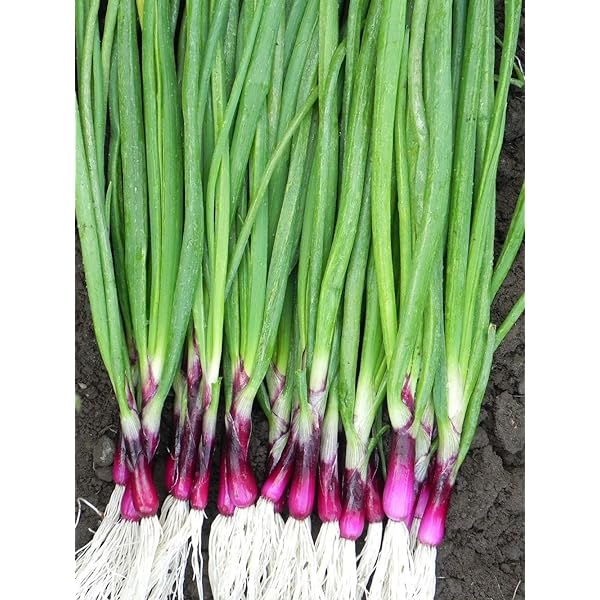 Spring Onion 'Lilia' (Red Onion) - Image 2