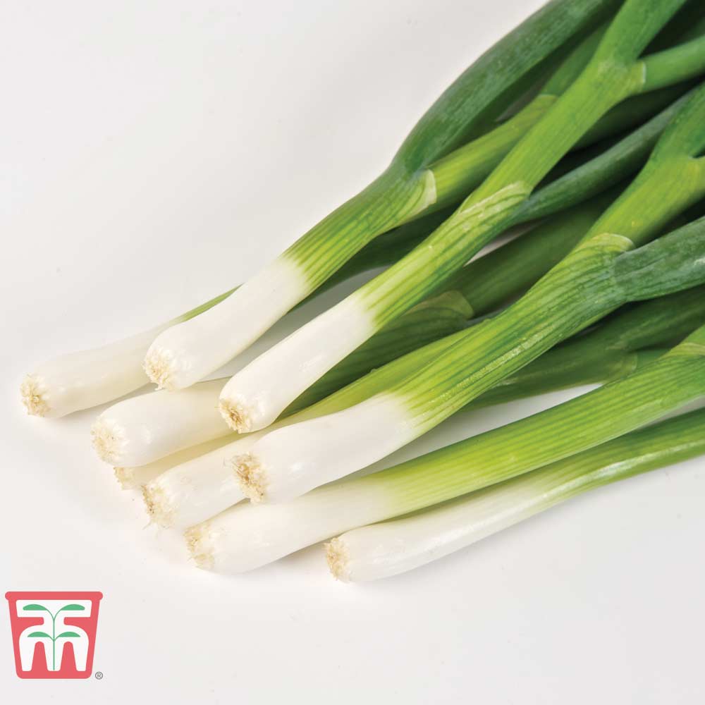Spring Onion 'Totem' - Image 2