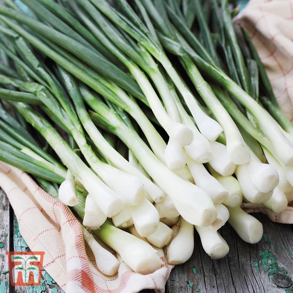 Spring Onion 'White Lisbon' - Image 2