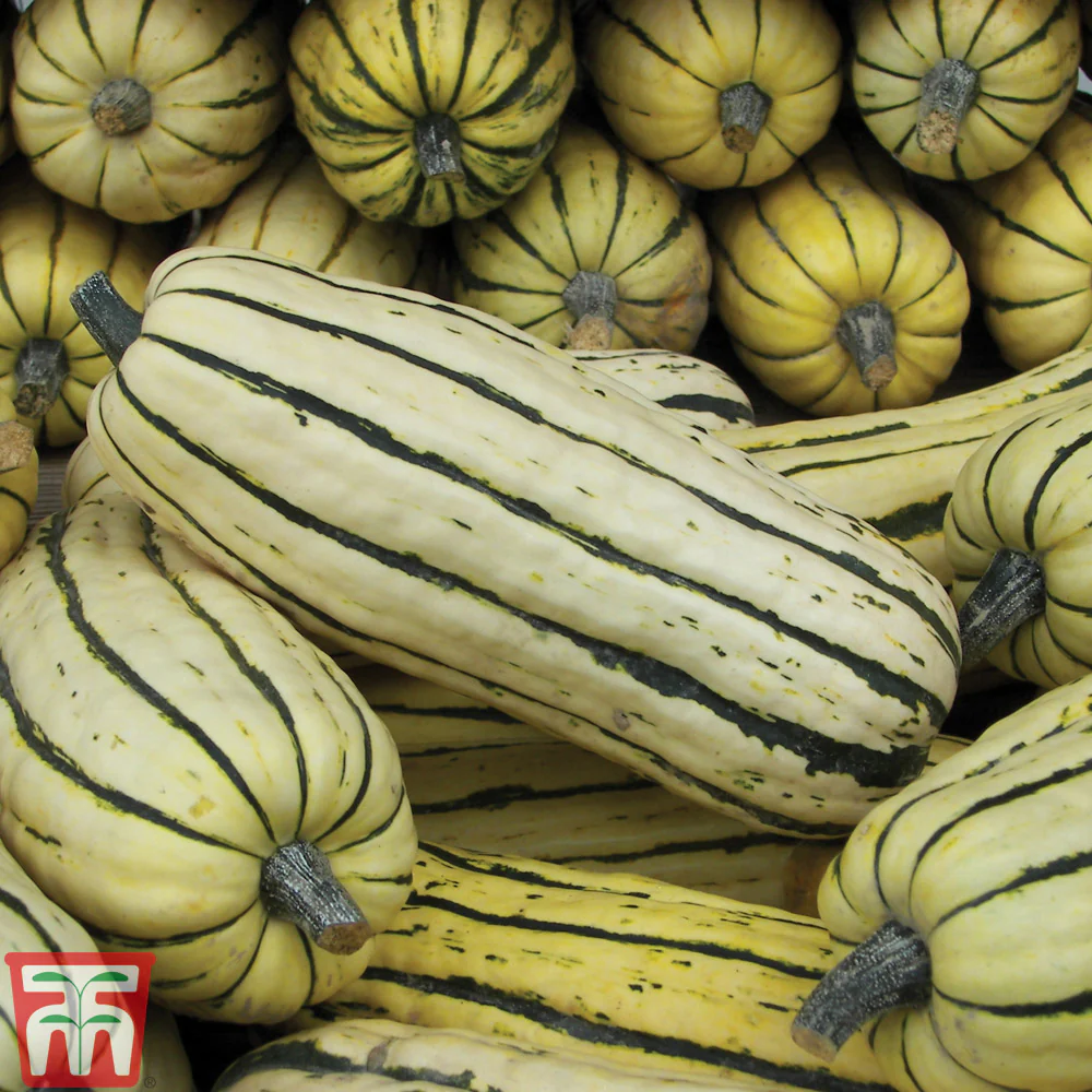 Squash Honeyboat
