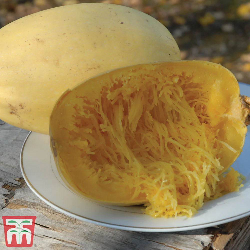 Squash 'Primavera' F1 Hybrid (Summer)