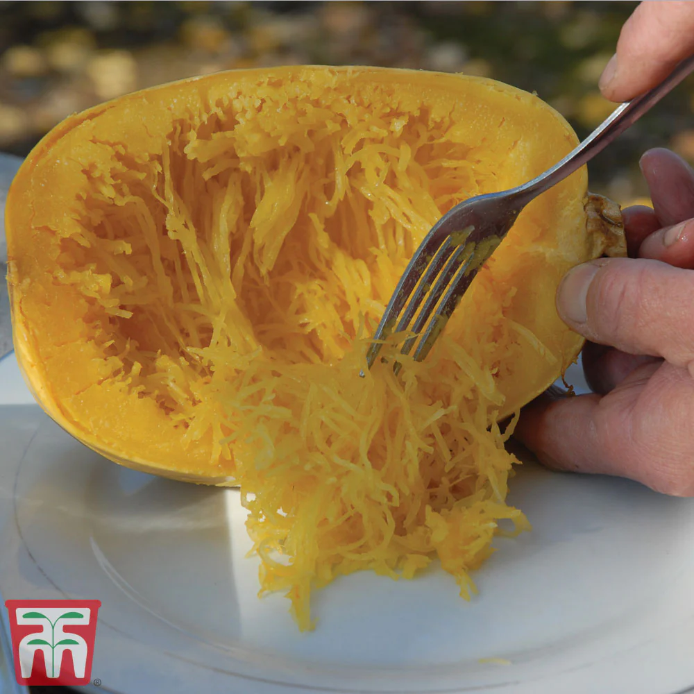 Squash 'Primavera' F1 Hybrid (Summer) - Image 2
