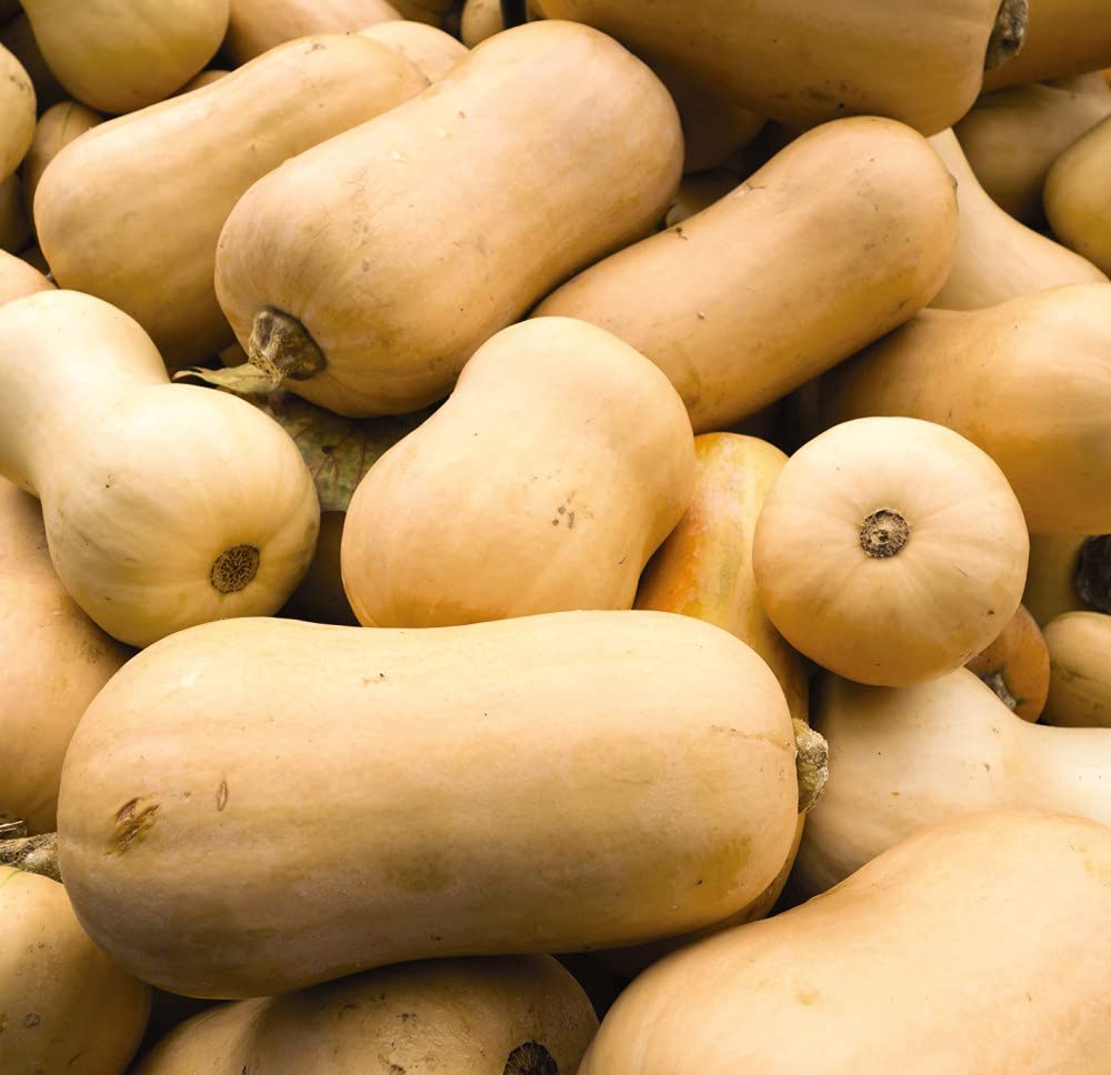 Squash 'Waltham Butternut' (Winter) - Organic Seeds - Image 2