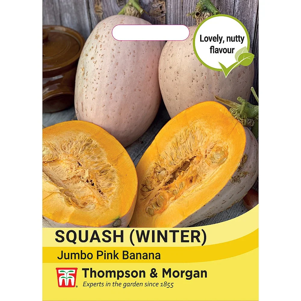 Squash 'Jumbo Pink Banana'
