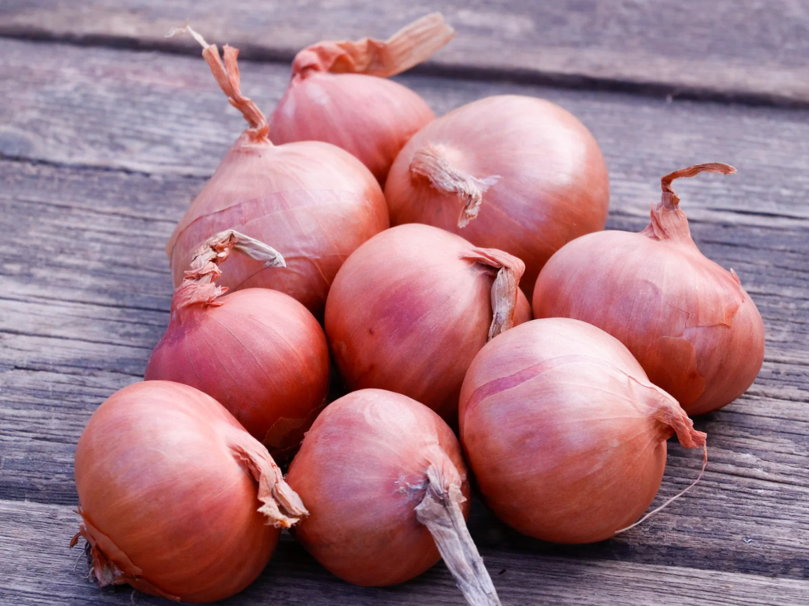 Shallots 'Red Sun' (50 Bulbs Per Pack) - Image 2