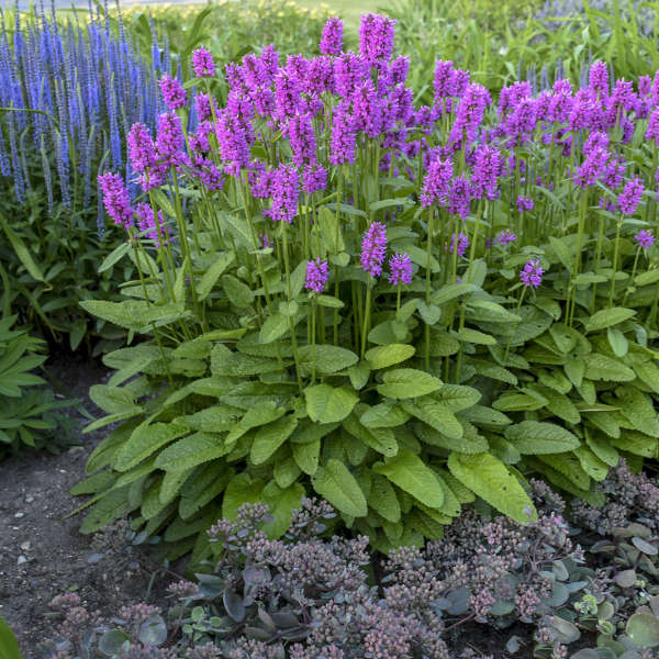 Stachys Officinalis 'Hummelo'