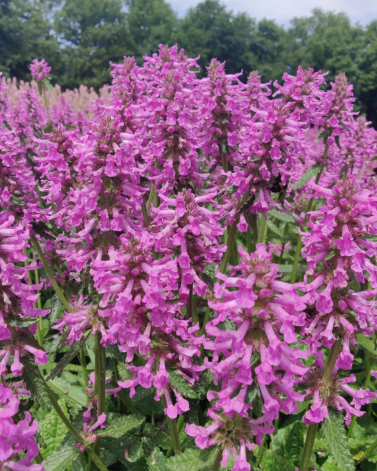 Stachys 'Summer Grapes' 2 Litre