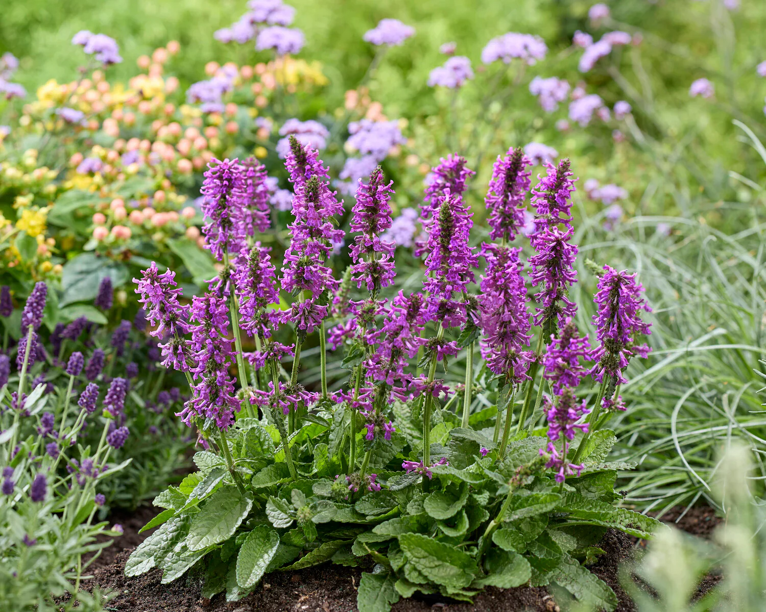 Stachys 'Summer Grapes' 2 Litre - Image 2
