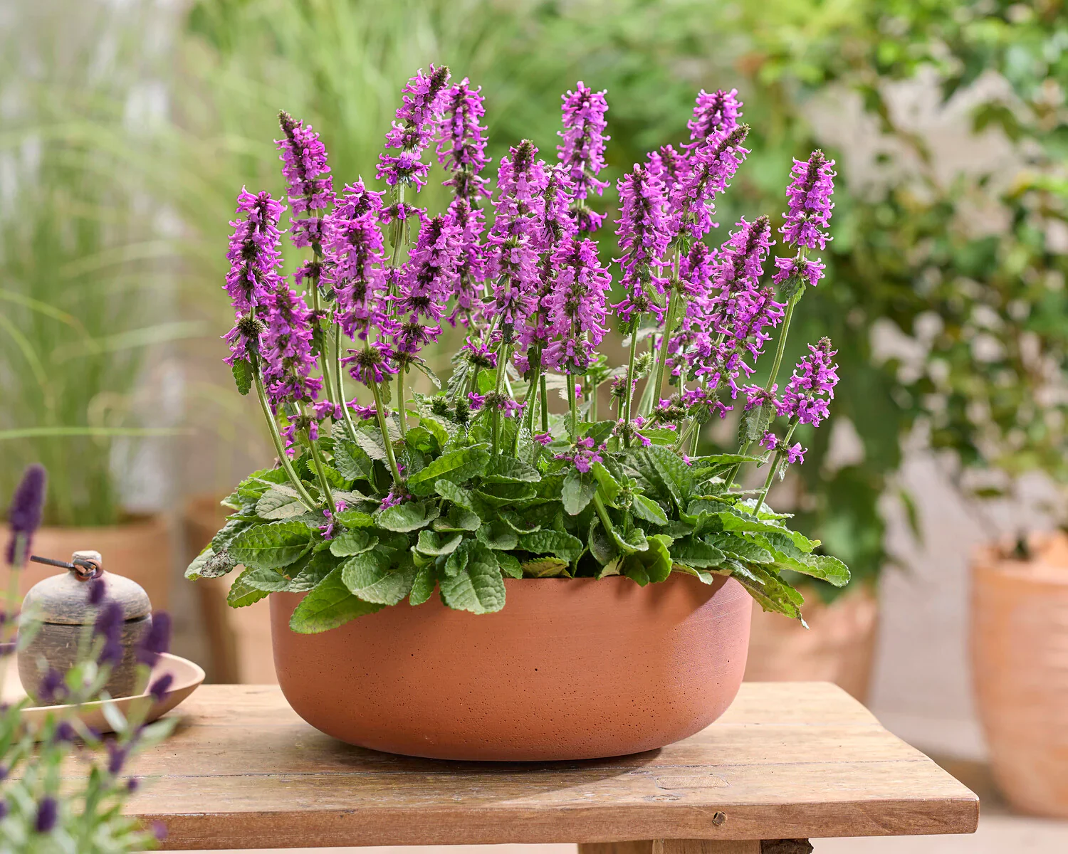 Stachys 'Summer Grapes' 2 Litre - Image 3