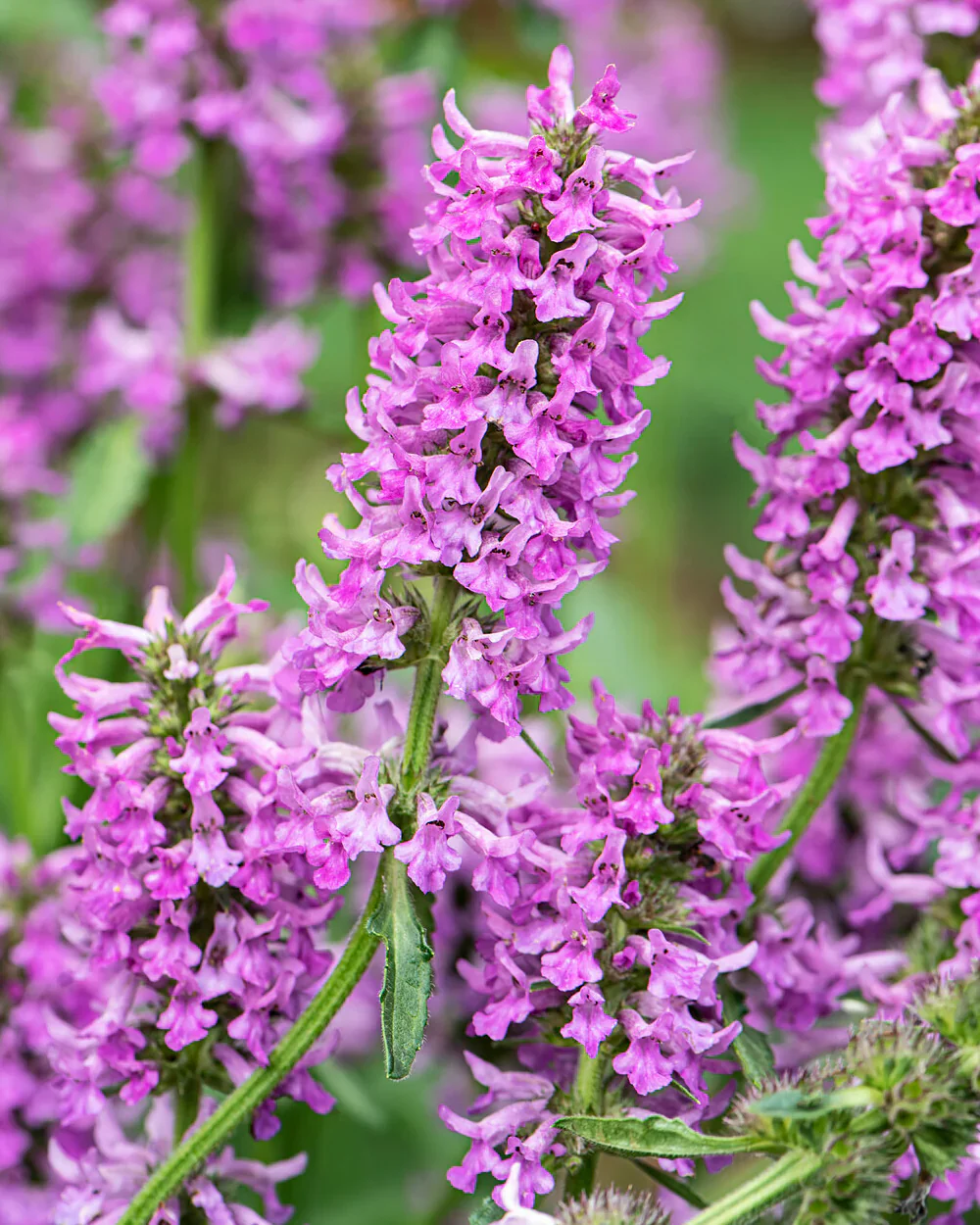 Stachys 'Summer Grapes' 2 Litre - Image 4