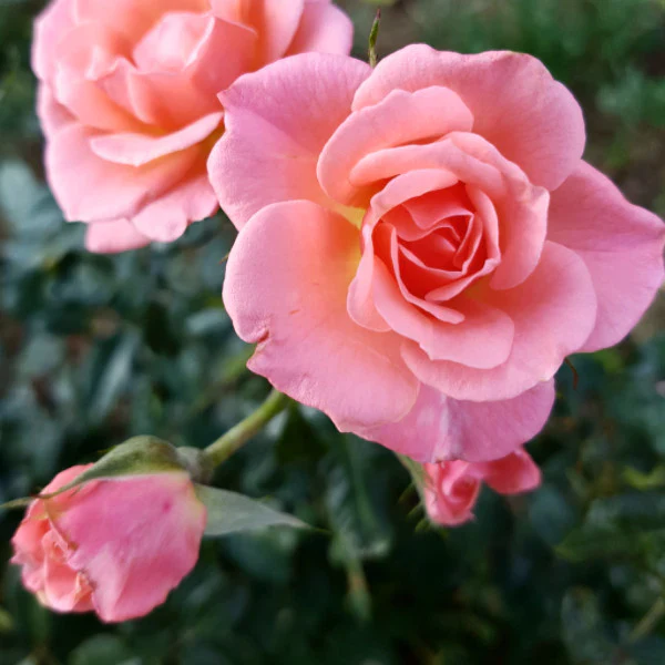 Star Performer Climbing Rose 10 Litre Jumbo Climber